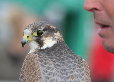 127:365<br>captive peregrine falcon