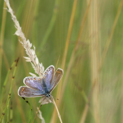 223:365 chalkhill blue butterfly