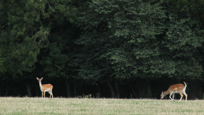 231:365distant fallow deer