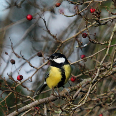 312:365great tit perching