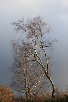 336:365leafless silver birches