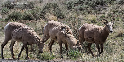 Bighorn Ewes