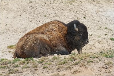 Bison Bull
