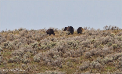 Grizzly Sow and Cubs