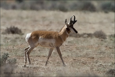 American Pronghorn