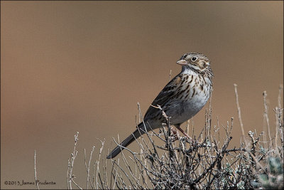 Vesper Sparrow