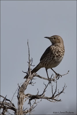 Sage Thrasher