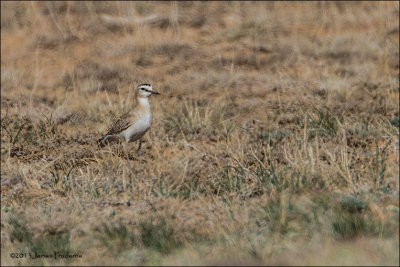 Mountain Plover