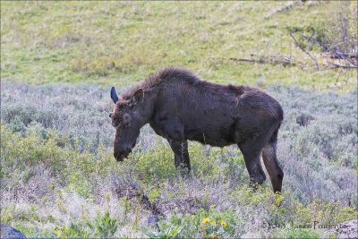 Bull Moose