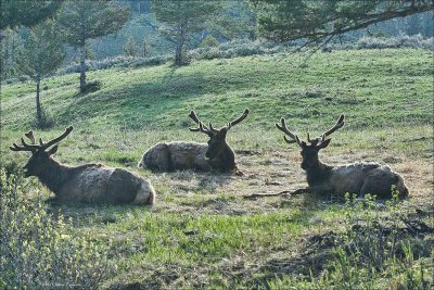 Wapiti Bulls