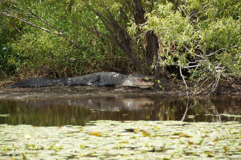 Gator at Florida State park