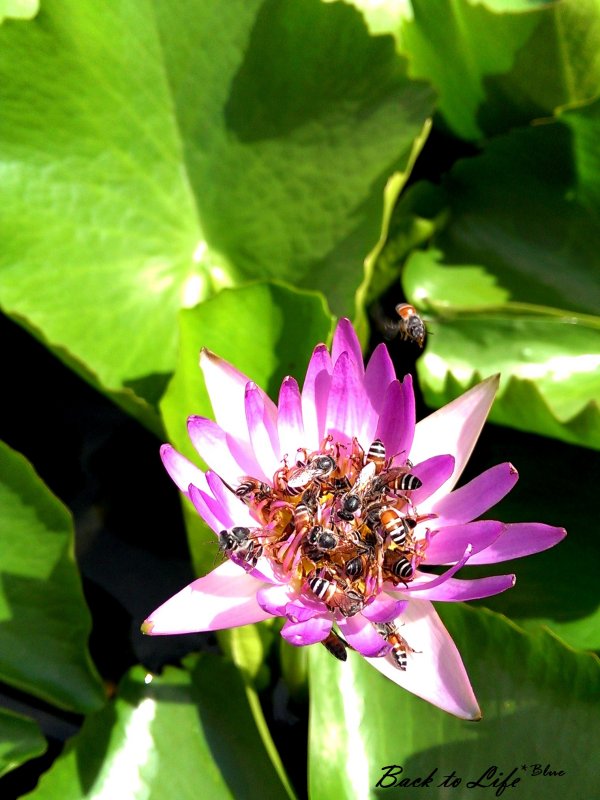 Bee Season