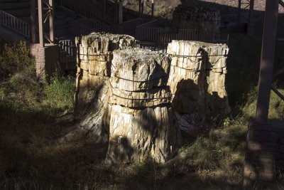 Three stumps - rare site