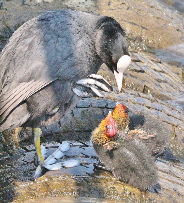 Listen carefully, I will tell you the story of the ugly ducklings.