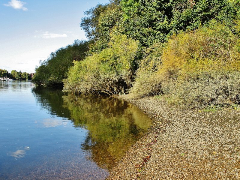 The bank near Teddington.