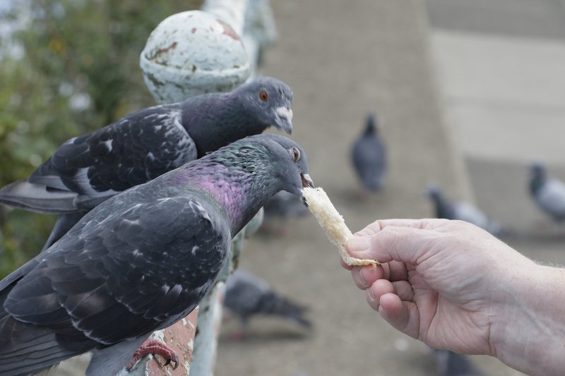 BEC shares her sandwich.