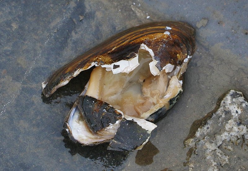 Remains of the mussel the crow was eating.