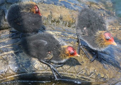 Young Coots are not the most lovable chicks.