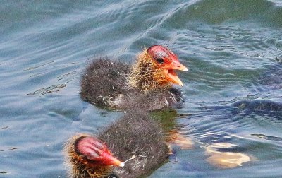 Another coot chick..