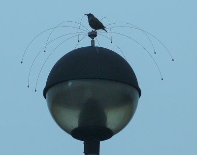 The birds just love the little perches they put on all the lamp posts.