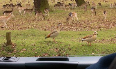 Egyption Geese