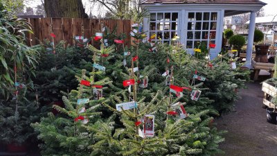 Christmas trees for sale in March.