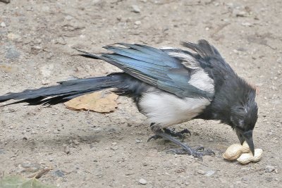 Scruffy Magpie.