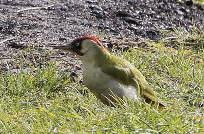 Green Woodpecker