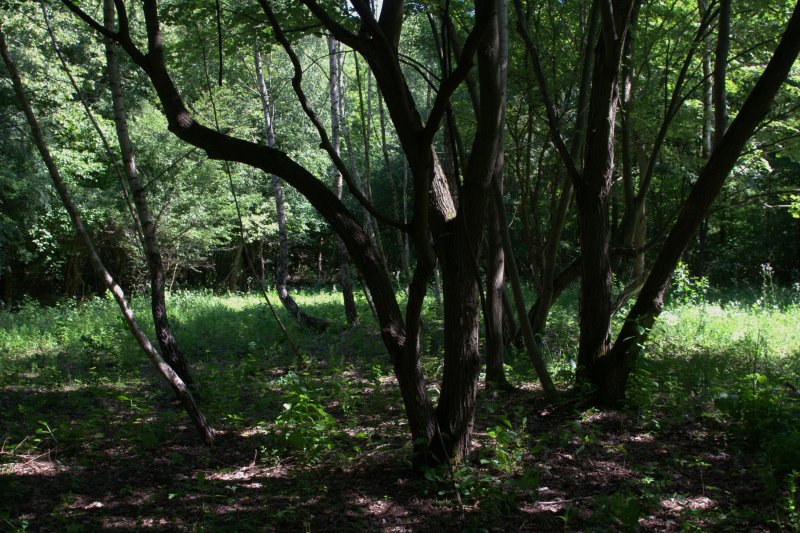 _MG_6993.jpg