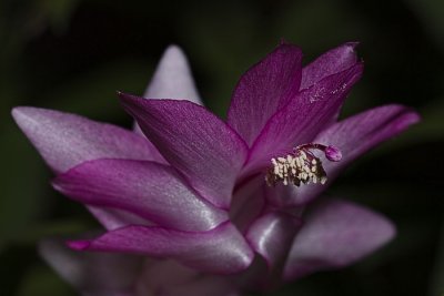 Xmas Cactus