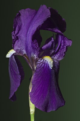 Iris 2014