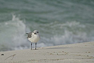 Pensacola Beach