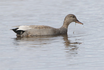 Canard chipeau-1.jpg