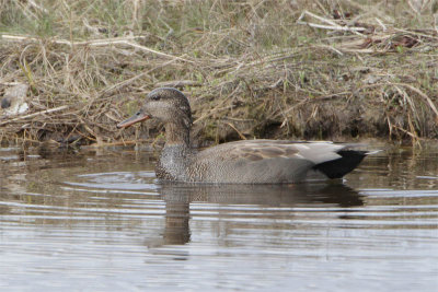 Canard chipeau-2.jpg