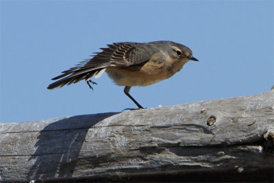 Pipit Amerique-2.jpg