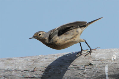 Pipit Amerique-3.jpg