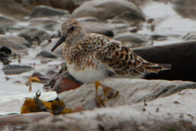 Becasseau sanderling-2.jpg