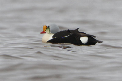 Eider a tete grise-2.jpg