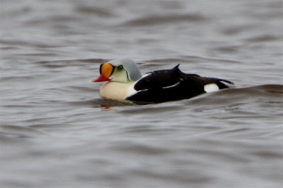 Eider a tete grise-1.jpg