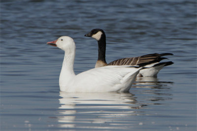 g9/50/598450/3/152861687.NjnTqBW4.jpg
