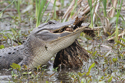 Alligator-1.jpg