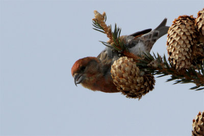 Bec-croise des sapins-8.jpg