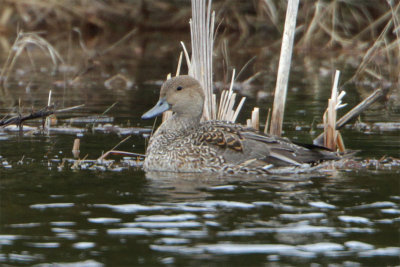 Canard pilet-1.jpg