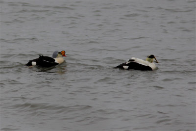 Eider a tete grise-2.jpg