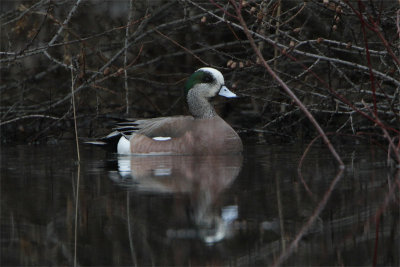 Canard Amerique-5.jpg