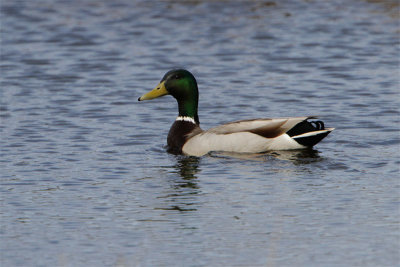 Canard colvert-2.jpg