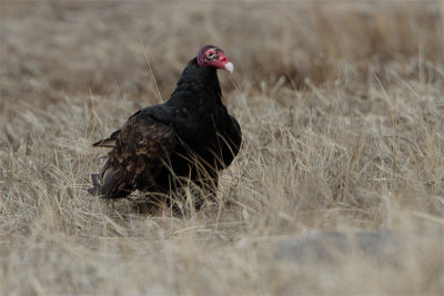 Urubu a tete rouge-6.jpg