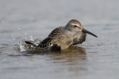 Oiseaux 2015