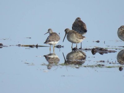 Bcassin-4 Photo de Valrie Thriault-Deschnes, 16 septembre 2015