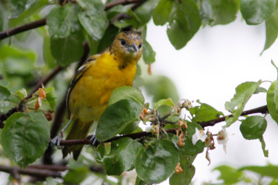 Oriole de Baltimore-1.jpg